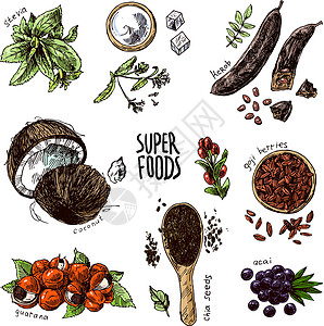 刺角瓜手工绘制的矢量说明超食品绘画收藏植物椰子种子食物插图蔬菜菜单义者插画