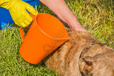 狗罐头女人手握着一只黄色的家庭手套和橙子罐头 在院子里的草地上洗狗背景