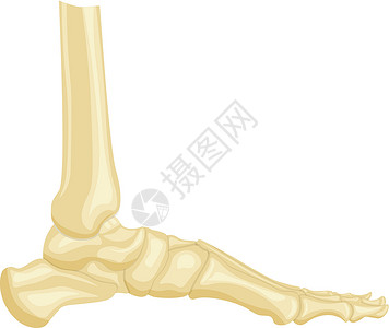 脚趾白色背景上孤立的脚骨矢量插图设计图片