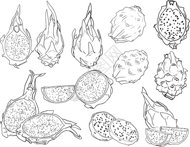 剥了皮栗子矢量手绘制了一套皮加亚 龙果插图 美味的热带素食物品涂鸦植物甜点手绘果汁食物热带草图情调饮食插画