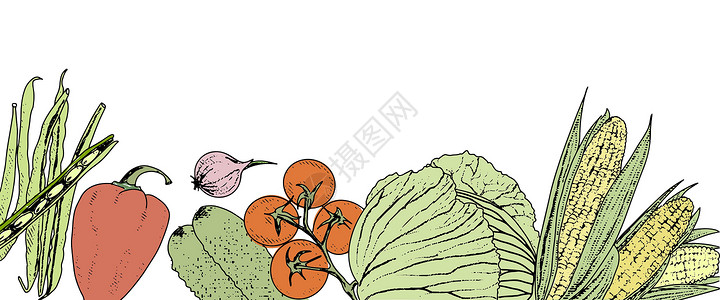 蔬菜背景框图海报饮食插图标签厨房收成边界产品生物洋葱背景图片