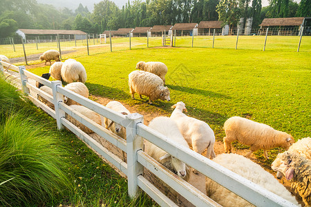 绿草上撒羊牧场羊肉白色母羊草地农村农场绿色乡村动物白色的高清图片素材