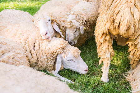 绿草上撒羊农场母羊乡村羊肉牧场农村家畜绿色草地羊毛自然高清图片素材