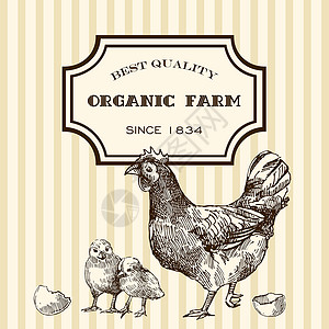 生态养鸡质量家禽母鸡横幅产品标识动物手工羽毛绘画背景图片