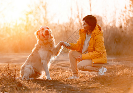 有金色猎犬的女孩公园太阳幸福动物乐趣女性女士宠物日落生活背景图片