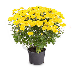 黄色的花盆黄菊花花花瓣植物花束花园黄色妈妈们花盆花朵衬套季节背景