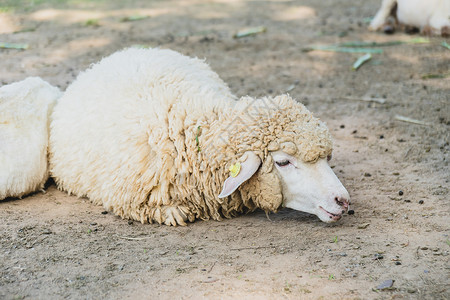 绿草上撒羊农场羊肉哺乳动物牧场母羊农村乡村家畜草地白色绿色的高清图片素材