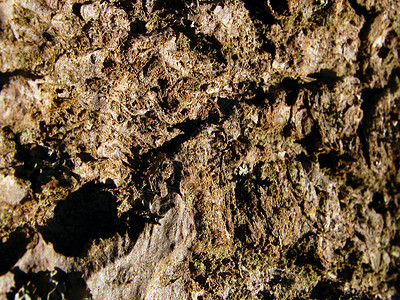 树木背景背景材料棕色自然皮肤背景图片