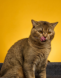 黄色背景上的成年灰色苏格兰直猫的肖像画Name动物猫咪短发舌头胡须宠物工作室小猫哺乳动物嘴唇背景图片