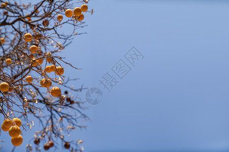 坏果包赔橘子水果在无叶的干枯树枝上挂着 没有蓝色天空的叶子 柑橘树疾病和生态条件差的概念背景