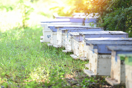 蜂巢蜂窝蜜蜂养蜂场蜂箱收获蜂蜜 养蜂人蜂箱与蜜蜂飞到着陆板 养蜂业背景