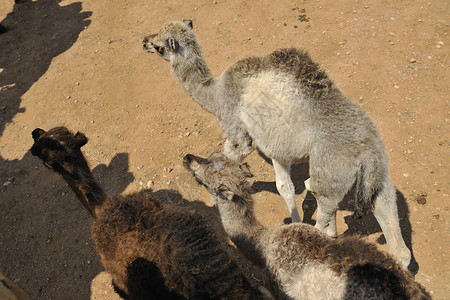 骆驼大篷车运输荒野游客地面旅行天空旅游假期动物背景图片