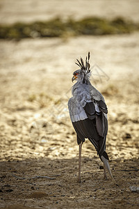 射手座南非Kgalagaddi跨界公园的秘书鸟动物气候目的地保护区驱动自然保护区旅游野性游戏野生动物背景