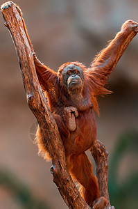 雌猩猩攀爬在树上动物园高清图片素材