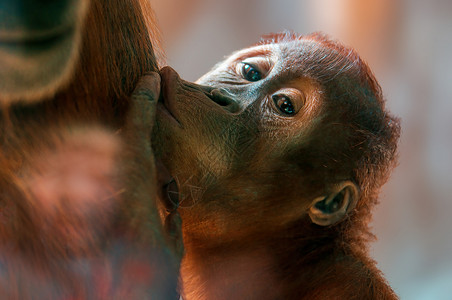 年轻的猩猩儿童从母亲的乳房里抽牛奶囚禁高清图片素材
