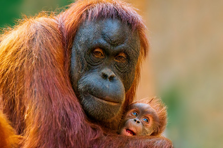 奥兰古图人的母亲 照顾自己的孩子灵长类头发母性公园丛林野生动物主题荒野毛皮婴儿婆罗洲高清图片素材