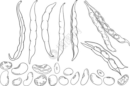 水果种子豆荚和豆子 白色背景上的手绘草图 您设计的的豆类和豆荚插图营养粮食水果咖啡店叶子电脑咖啡饮料蔬菜团体设计图片