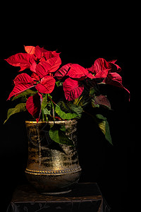 圣诞星绿色树叶花盆植物装饰花箱花瓶花瓣花束空间背景图片