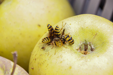 蜜蜂用苹果喂养高清图片