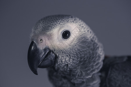 Psitatcus 灰鹦鹉照光背景图片