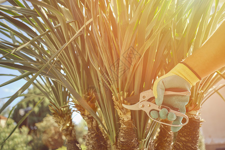 小剪子身着多彩手套的无名工人手在阳光明媚的后院砍伐绿玉树或小棕榈树 剪剪剪工具栽培园丁园林叶子剪裁修剪工作服务植物背景