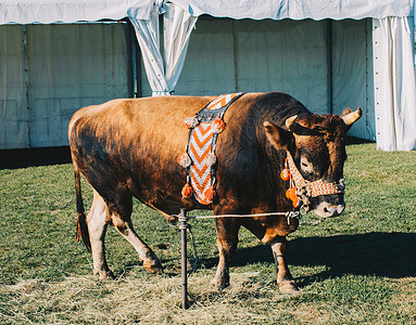 棕牛 上面印着土耳其传统布料 在绿草上动物哺乳动物危险文化奶牛荒野斗牛场纺织品喇叭场地公牛高清图片素材