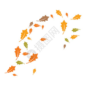 橡叶背景褪色叶子环境植物学木头曲线角落装饰品植物装饰背景图片