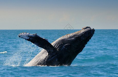 布氏鲸亚布罗霍斯的座头鲸大头哺乳动物海洋生物移民环境鲸鱼捕鲸鱼种海洋自然保护区背景
