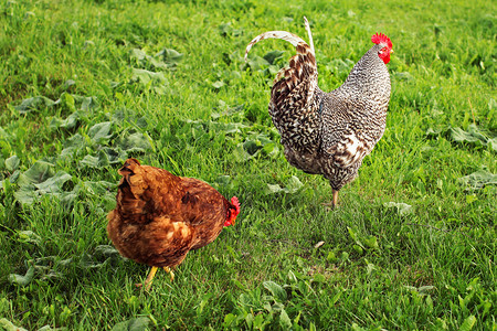 灰公鸡和母鸡在绿草坪上跟着它家畜高清图片素材