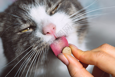 猫咪吃药 猫为宠物舔维他命药片高清图片