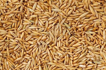 天然燕麦背景 特写 黄金谷物季节玉米碎粒食谱文化面粉食物稀饭小麦饮食背景图片