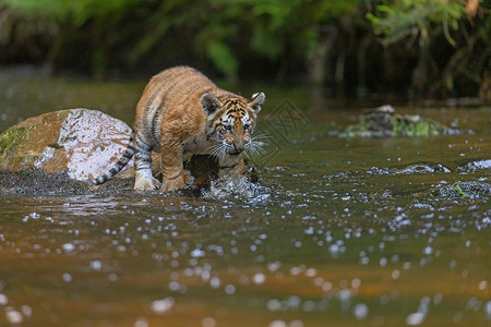 孟加拉虎幼崽站在河边的石头上高清图片