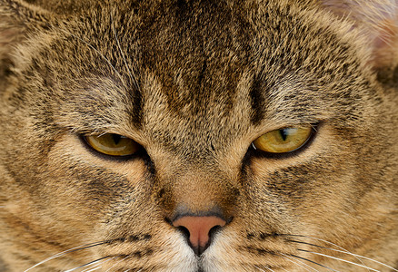 成年直毛苏格兰灰猫的肖像画鼻子宠物灰色眼睛短发休息动物谎言猫科胡须背景图片