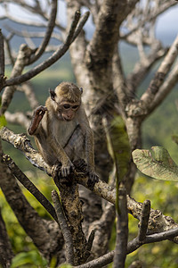 斯里兰卡 一只可爱的猴子坐在树上 在一片绿丛林的背景之下 在树上背景图片