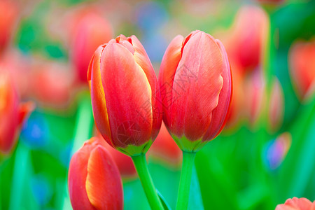 郁金花花卉植物宏观红花摄影郁金香红色背景图片