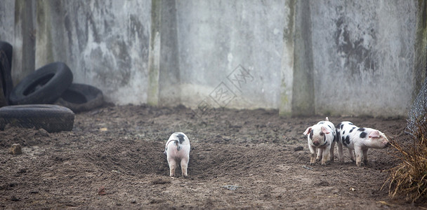 内地有机农场上的斑点小猪动物食物黑点猪肉熏肉农业母猪公猪宠物场地可爱的高清图片素材