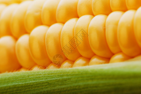 成熟的金玉米粒特写 收获季节 玉米穗的健康有机营养 素食食物金色纹理壁纸 抽象背景饮食核心粮食宏观植物叶子种子农场农业水果背景图片
