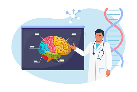 神经外科医生 神经科医生检查大脑 医生用人脑指着医疗招牌 关于老年痴呆症 痴呆症 精神疾病 神经病学的医生或科学家教学背景图片