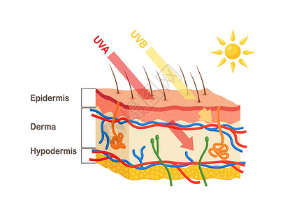 真皮成分人体阳光穿透皮肤的表皮和真皮 人体皮肤解剖学 UVA 和 UVB 射线穿透之间的差异 皮肤层数医学图设计图片