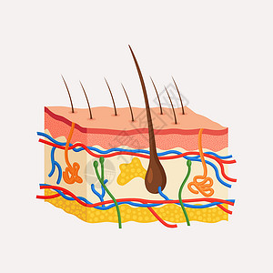 人类皮肤解剖 多层的上皮 上面有发泡 汗水和雪地 动脉 神经和血管背景图片