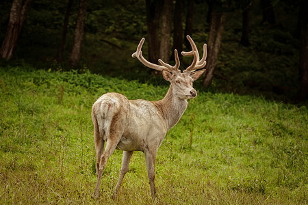 一只鹿草坪上的白鹿白色喇叭动物鹿角脊椎动物反刍动物草地哺乳动物野生动物动物群背景