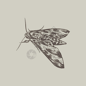 无脊椎动物黑色Moth 草图矢量插图设计图片