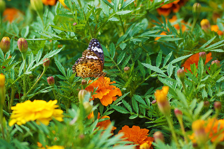 美金和蝴蝶翅膀橙子植物背景图片