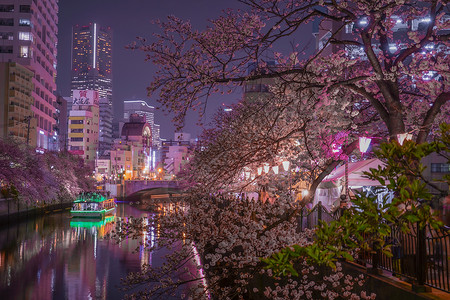 图像 晚间预告悲哀文化樱花木头春夜背景图片