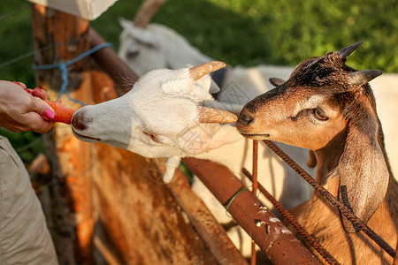 握着胡萝卜喂给两只年轻的山羊孩子吃农场高清图片素材
