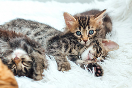 三只小猫三只可爱的金刚猫 躺在毛发白毯上猫科动物毛皮宠物猫咪短发柔软度爪子晶须好奇心木炭背景