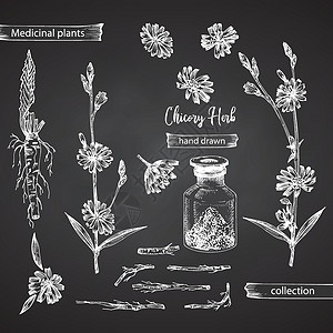 菊苣根 花 粉 黑板背景上孤立的瓶子 花卉草药收藏的逼真植物墨水素描 药厂插画