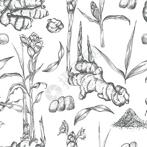 韩国图案由金姜根 生命和花朵所绘制的无缝图案手 颜色黑色 与白色背景隔绝 Retro老旧图形设计 植物素描绘画 雕刻风格香料蔬菜食物药店插画