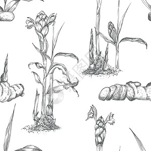 凉生之姜生由金姜根 生命和花朵所绘制的无缝图案手 颜色黑色 与白色背景隔绝 Retro老旧图形设计 植物素描绘画 雕刻风格墨水粉末叶子排毒插画