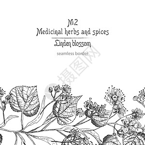 菩提花手绘边框图案 白色背景上有黑色的花朵 生命和树枝 复古复古图形设计植物素描植物学药品药店智者边界草图古董芳香雕刻框架背景图片